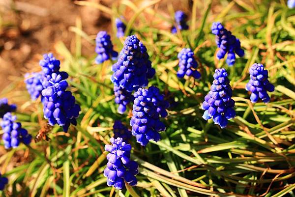 Grape Hyacinth.JPG