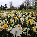 Daffodil.JPG