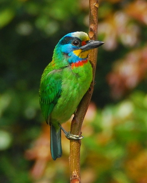 DSC_barbet1.JPG