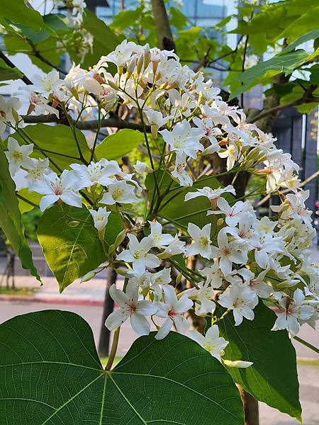 四月是油桐花開的季節