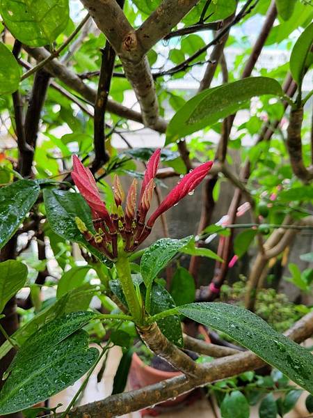 我種的緬梔花 2025.05.22