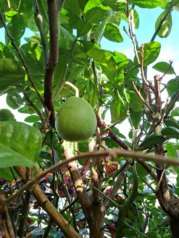 我種的柚子，盆栽種的，不是種在地上。2025.07.14