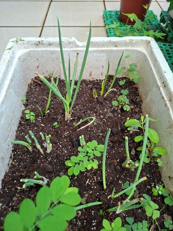 我種的蔥（請忽略那些雜草），2025.07.16