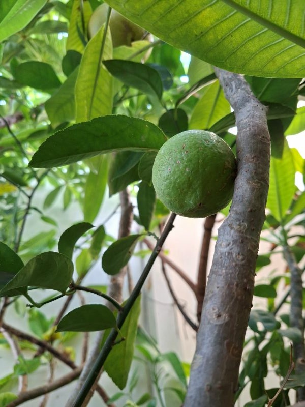 我種的檸檬 2025.10.29