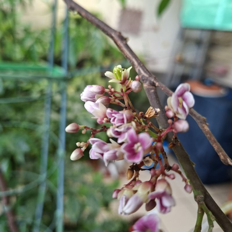 楊桃樹開花 2025.10.30