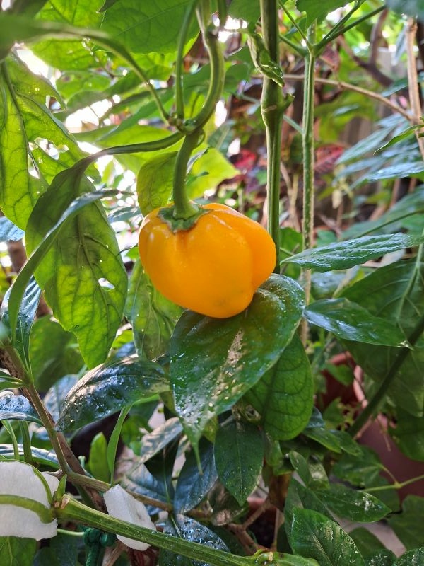 照片是我種的水果椒,水果椒是滿好種的植物,常常結果很有成就感,2025.11.23 照片是我種的水果椒,水果椒是滿好種的植物,常常結果很有成就感,2025.11.23