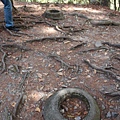 八仙山國家森林遊樂區