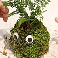 苔蘚球DIY