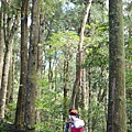 東眼山國家森林遊樂區