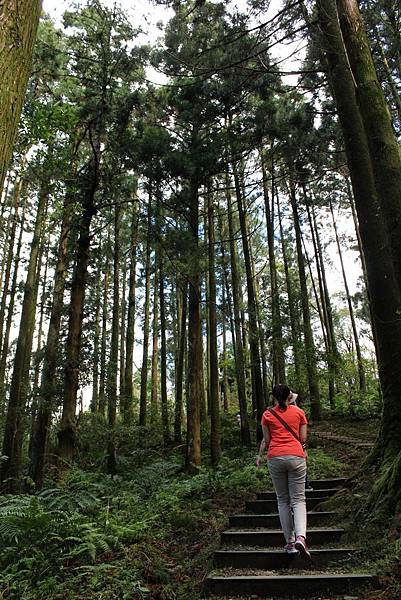 東眼山國家森林遊樂區