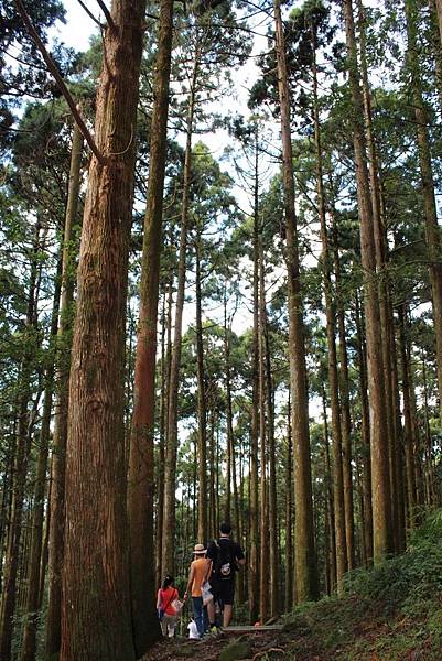 東眼山國家森林遊樂區