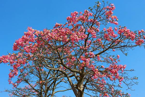 麗寶樂園