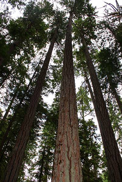 MARYMERE FALLS TRAIL