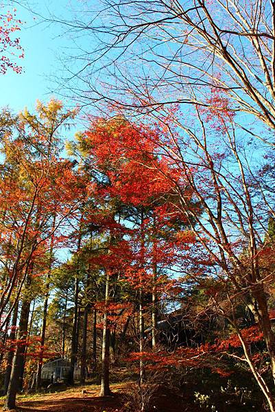 六甲高山植物園