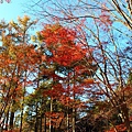 六甲高山植物園