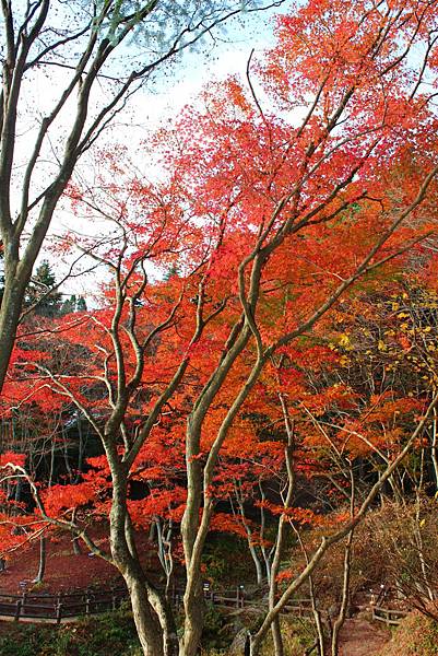 六甲高山植物園