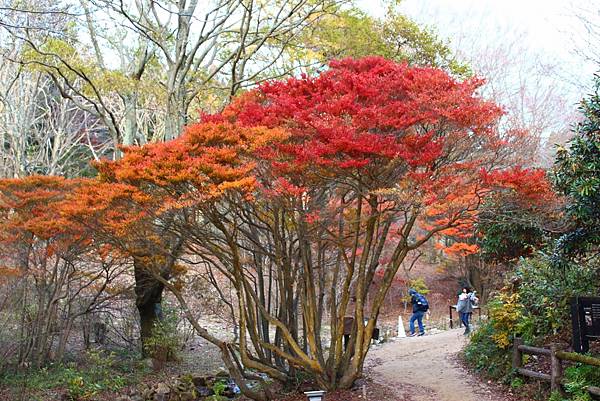 六甲高山植物園