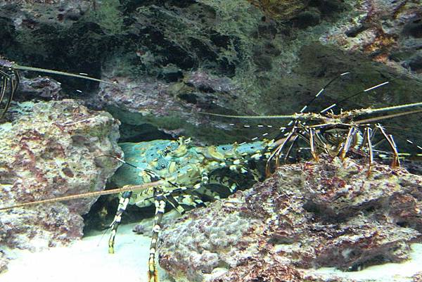 美麗海水族館