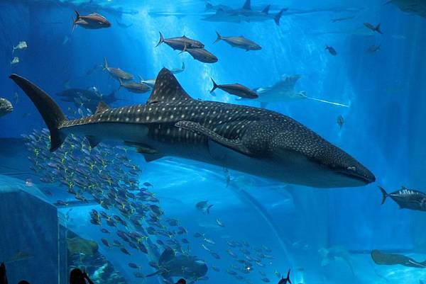 美麗海水族館