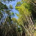 奮起湖大凍山步道