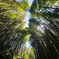 奮起湖大凍山步道