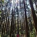 奮起湖大凍山步道