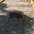 福山植物園