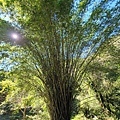 福山植物園