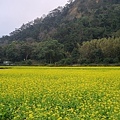 關西油菜花田