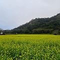 關西油菜花田