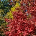 成田山公園