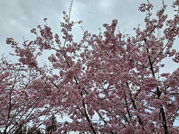 拉拉山 恩愛農場