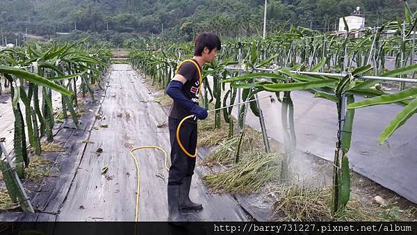 我噴的都是有機肥、乳酸菌或酵母菌，所以沒有戴口罩。