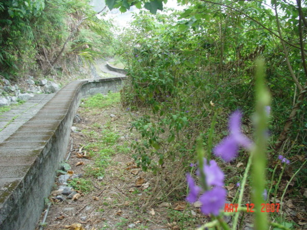 路途花朵