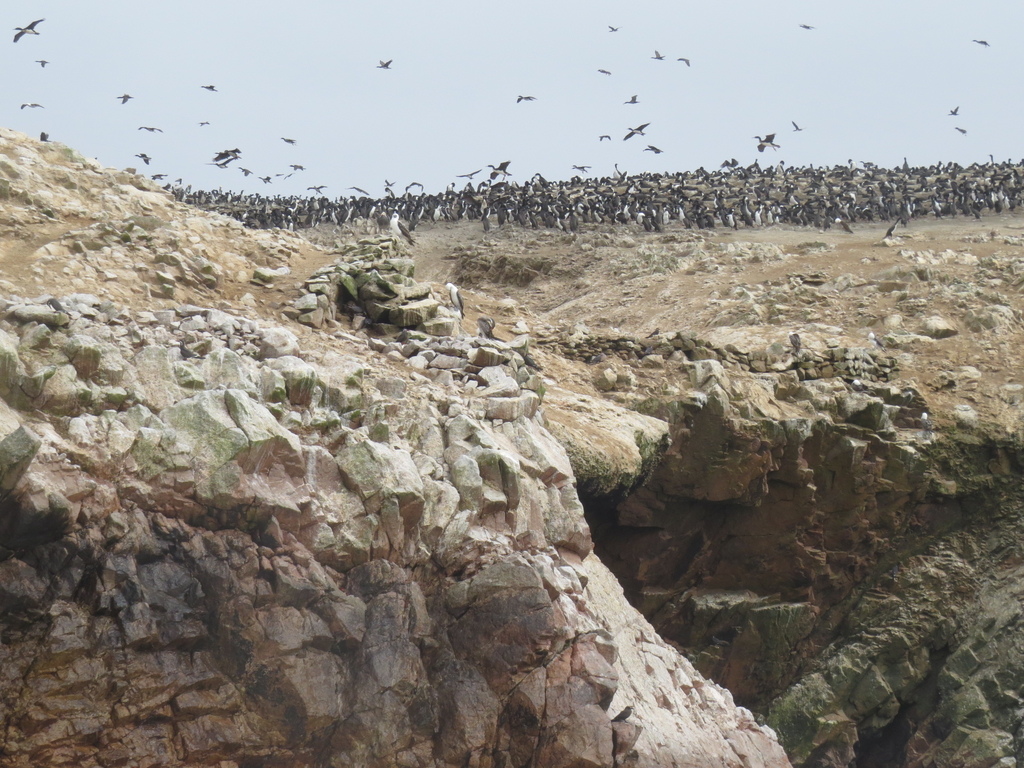 Ballestas Islands_Peru-BHsiung2017 (3).jpg Ballestas Islands_Peru-BHsiung2017 (3).jpg
