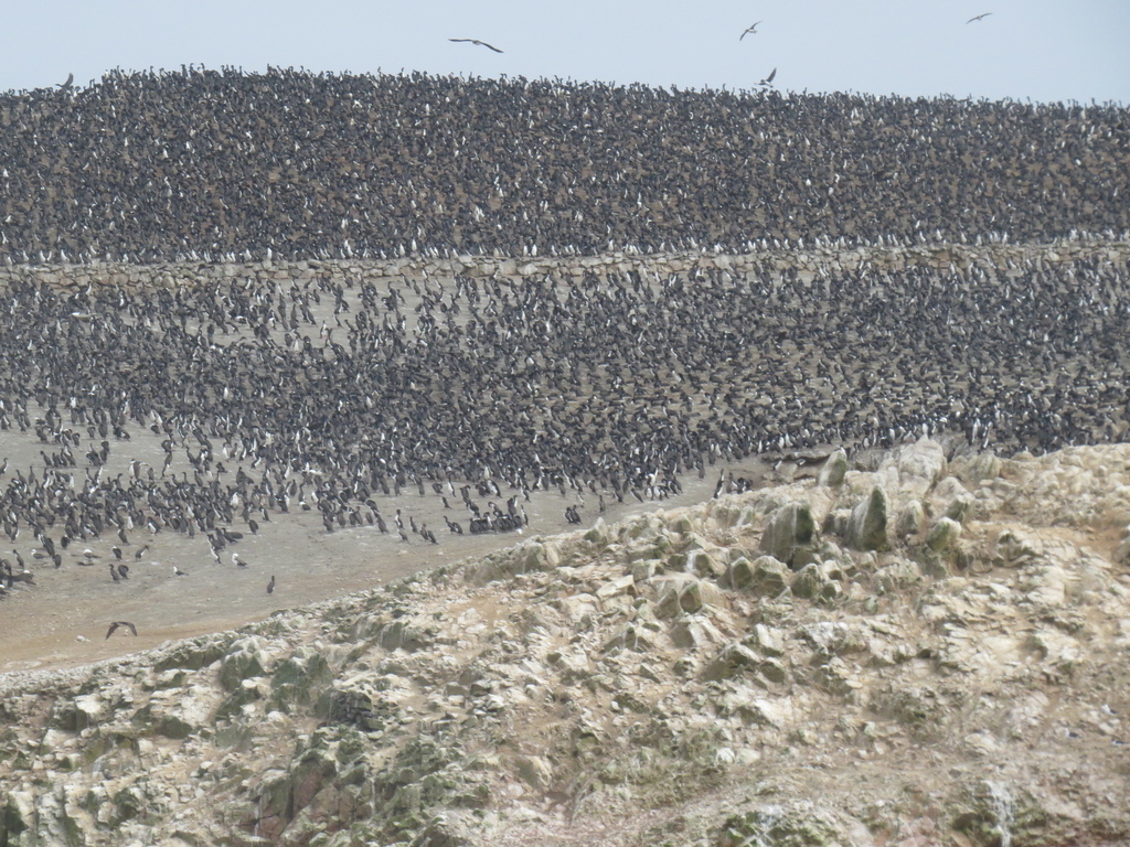 Ballestas Islands_Peru-BHsiung2017 (2).jpg Ballestas Islands_Peru-BHsiung2017 (2).jpg