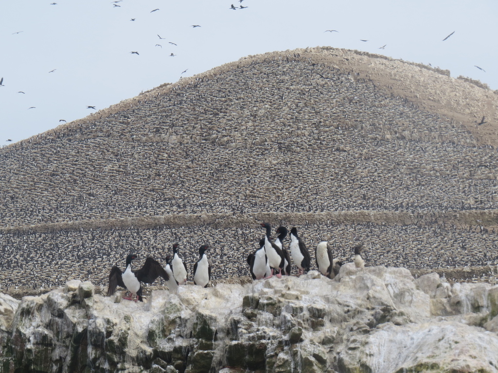Guanay Cormorant_Ballestas Islands_Peru_BHsiung2017 (2).jpg Guanay Cormorant_Ballestas Islands_Peru_BHsiung2017 (2).jpg
