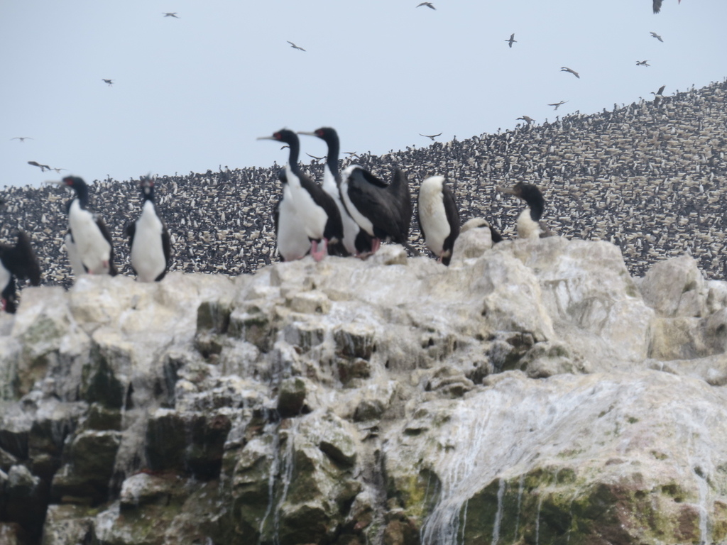 Guanay Cormorant_Ballestas Islands_Peru_BHsiung2017 (3).jpg Guanay Cormorant_Ballestas Islands_Peru_BHsiung2017 (3).jpg