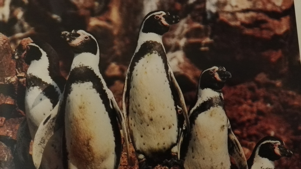 Humboldt Penguin (2).jpg Humboldt Penguin (2).jpg