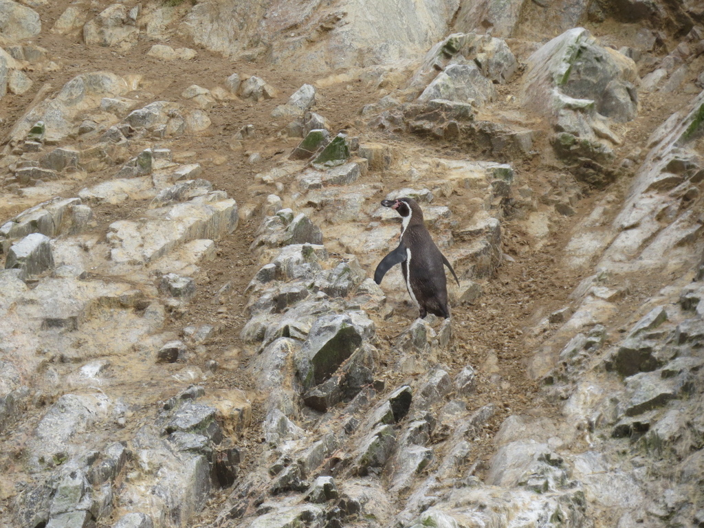 Humboldt Penguin_Ballestas Islands_Peru_BHsiung2017.jpg Humboldt Penguin_Ballestas Islands_Peru_BHsiung2017.jpg