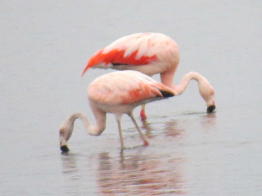 Paracas_Flamingo_Peru_Barry Hsiung2017.jpg Paracas_Flamingo_Peru_Barry Hsiung2017.jpg