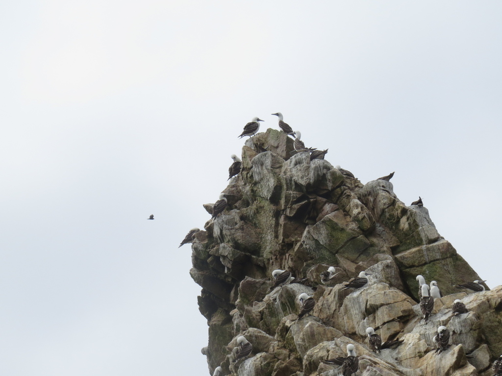 Peruvian Booby_Ballestas Islands_Peru_BHsiung2017 (3).jpg Peruvian Booby_Ballestas Islands_Peru_BHsiung2017 (3).jpg