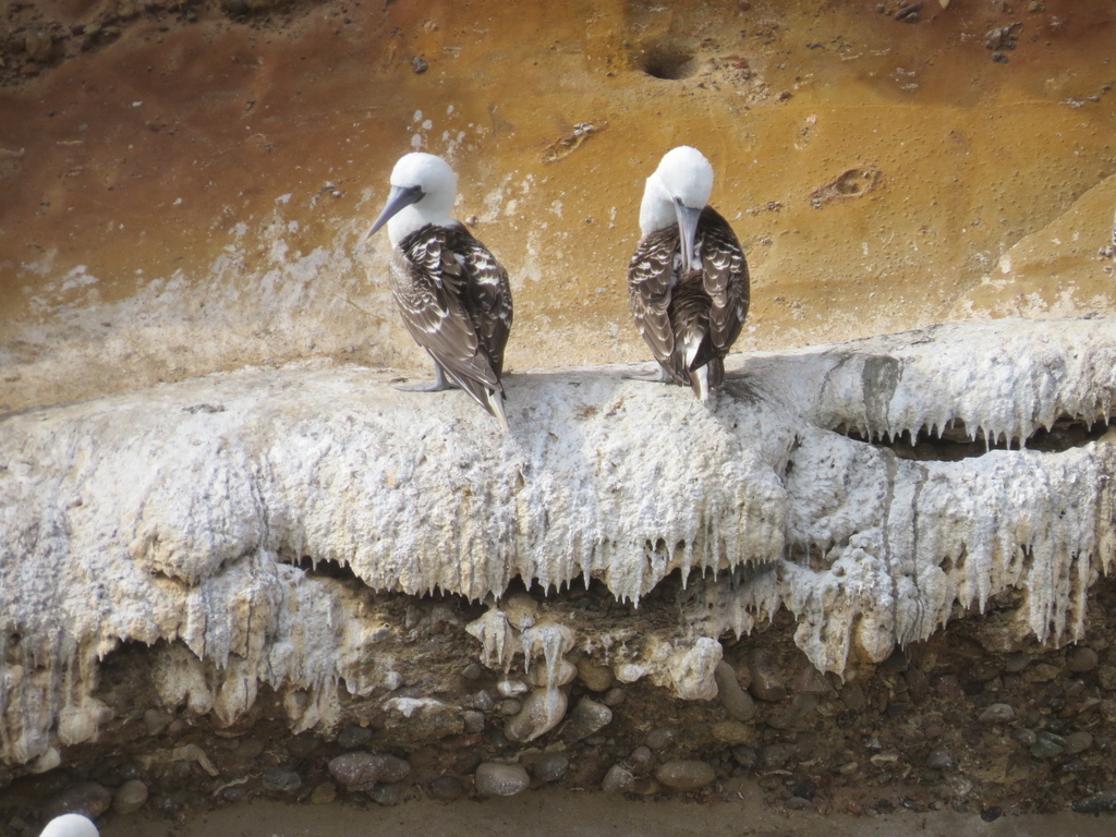 Peruvian Booby_Ballestas Islands_Peru_BHsiung2017 (2).jpg Peruvian Booby_Ballestas Islands_Peru_BHsiung2017 (2).jpg