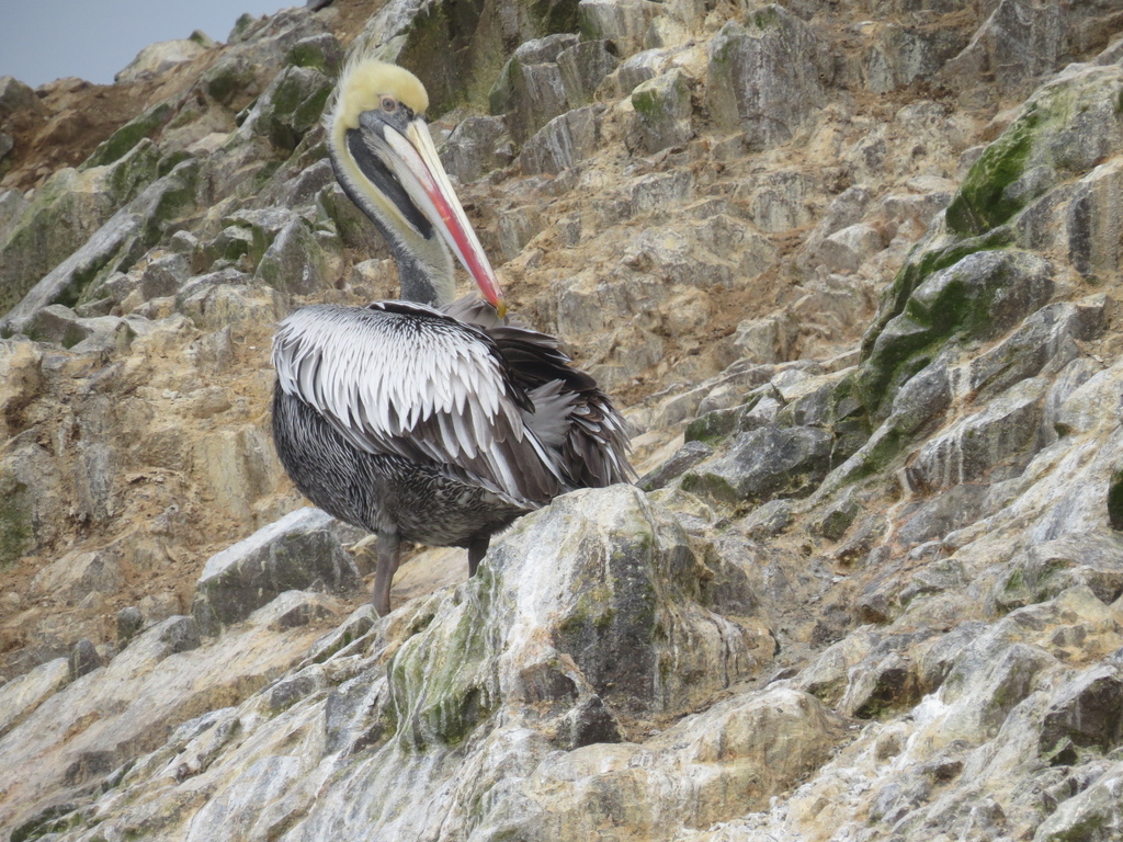 Pelican_Ballestas Islands_Peru_BHsiung2017 (3).jpg Pelican_Ballestas Islands_Peru_BHsiung2017 (3).jpg
