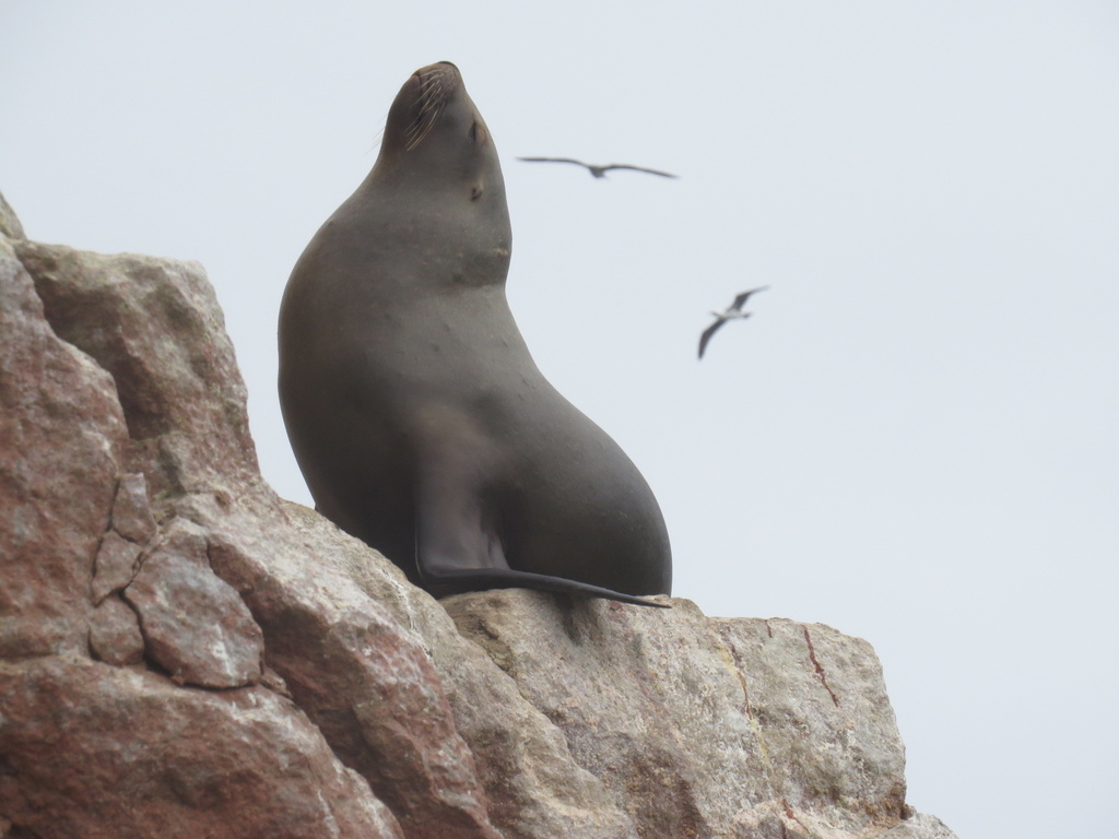 Sea Lion_Ballestas Islands_Peru_BHsiung2017.jpg Sea Lion_Ballestas Islands_Peru_BHsiung2017.jpg