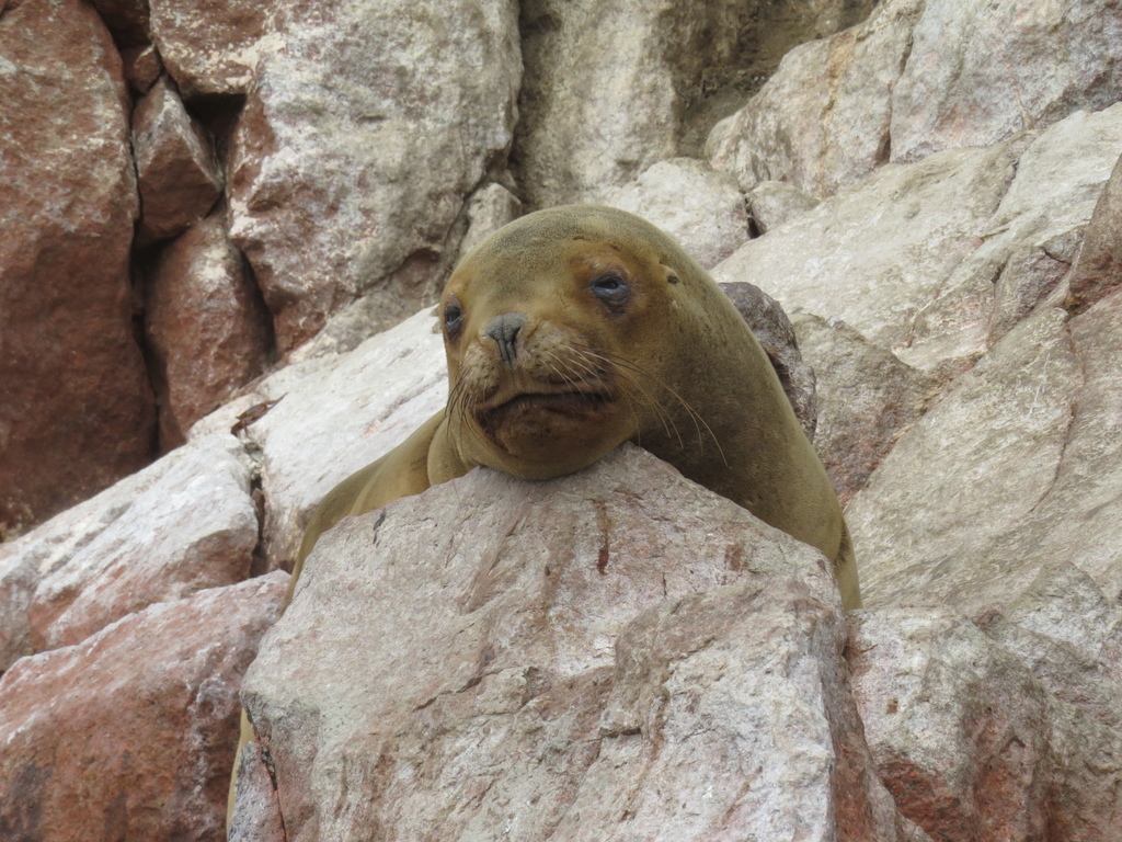 Sea Lion_Ballestas Islands_Peru_BHsiung2017 (2).jpg Sea Lion_Ballestas Islands_Peru_BHsiung2017 (2).jpg