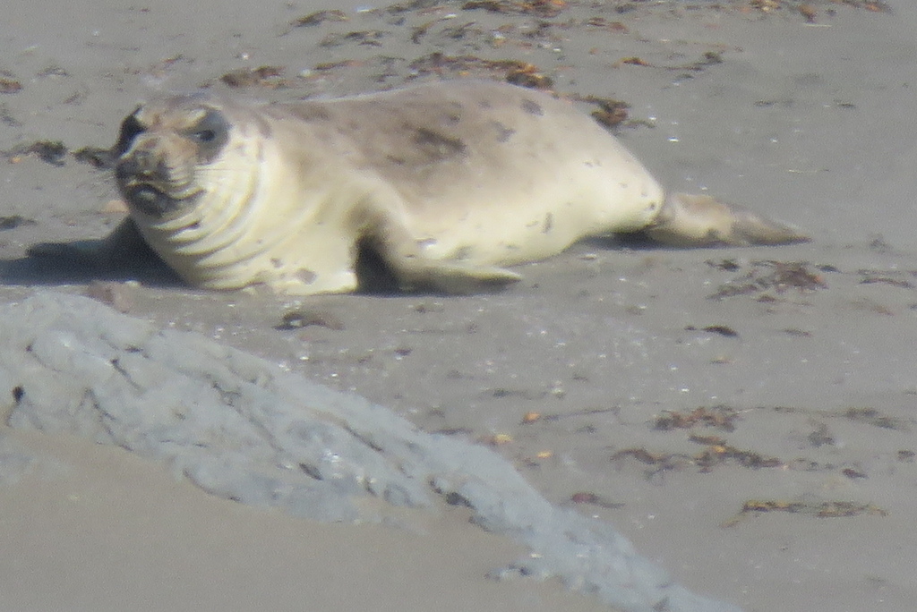 Seal_San Simeon_California_BHsiung2019 (2).jpg Seal_San Simeon_California_BHsiung2019 (2).jpg