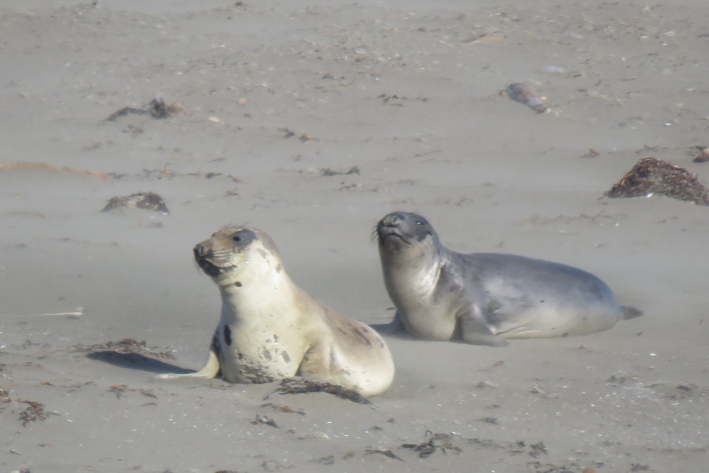 Seal_San Simeon_California_BHsiung2019.jpg Seal_San Simeon_California_BHsiung2019.jpg