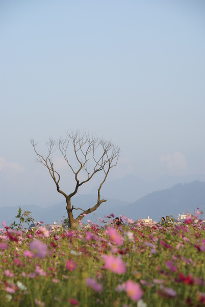 新社花海節-101.JPG