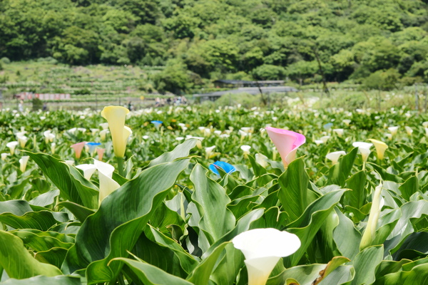 海芋